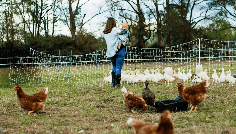 A woman holding a child stands in a grassy farm yard, looking toward a group of white ducks behind a net fence, while several brown chickens roam freely in the foreground.