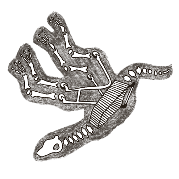 Black and white illustration of an animal fossil with visible bones and skeletal structure