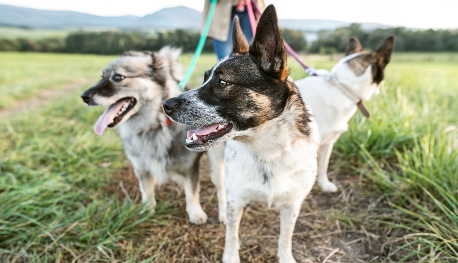 PetRescue