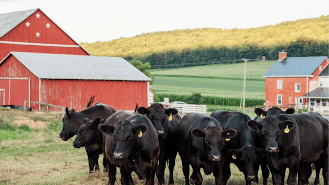A herd of black cows stands on farmland with a bright red barn, adorned with three white stars, behind them to the left. A red farmhouse stands in the distance to the right. Rolling green hills and a forest line the background.