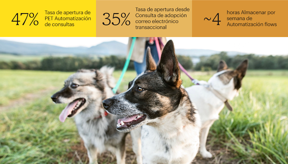 Se ven tres perros con correa en un campo y una persona borrosa en el fondo sosteniendo las correas. Las métricas de rendimiento que se muestran sobre la imagen son: una tasa de apertura del 47 % en la automatización de consultas de mascotas, una tasa de apertura del 35 % del correo electrónico transaccional de consulta de adopción y alrededor de 4 horas ahorradas por semana por los flujos de automatización.