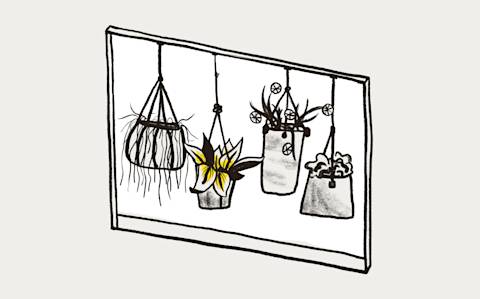 A window showing various hanging plants